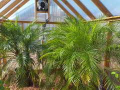 greenhouse_palmtrees